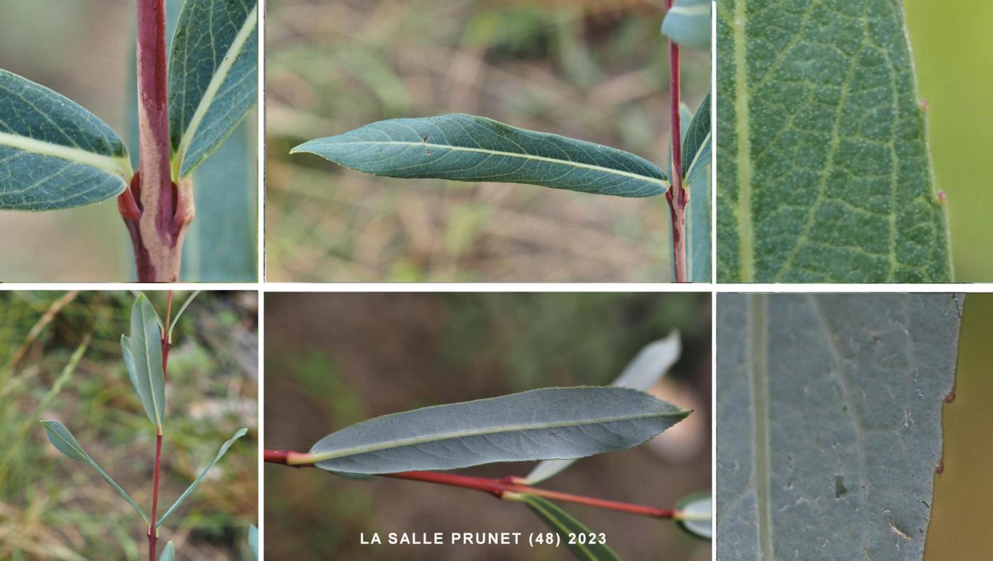 Willow, Purple leaf